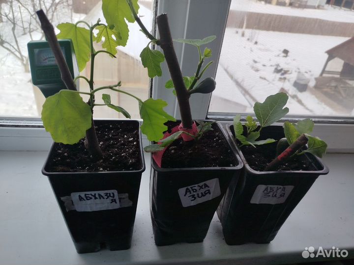 Саженцы инжира