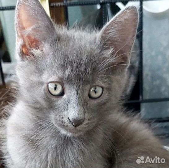 Котик в дар, 1,5 месяца