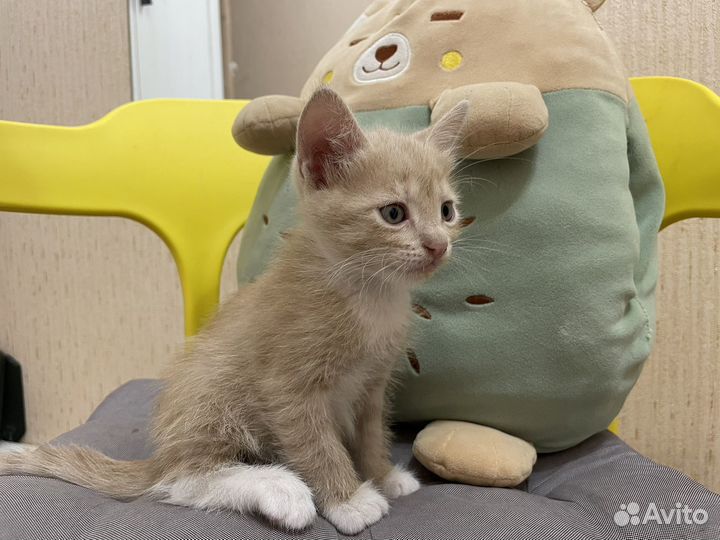 Рыжий котик