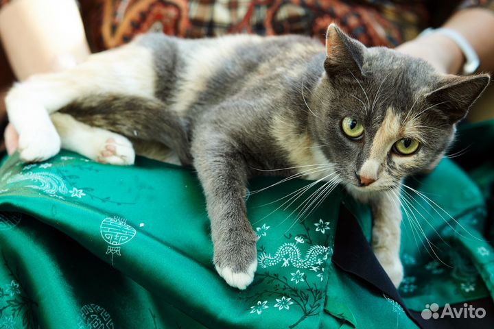 Кошечка Билли ищет дом