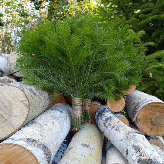 Веники для бани пихта