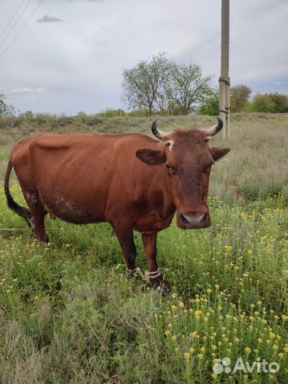 Корова дойная