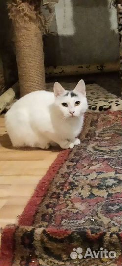 Кошечка Соня