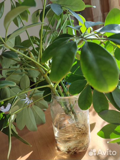 Цветы комнатные