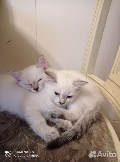 Котенок 2 месяца девочка, 2 штуки, бесплатно