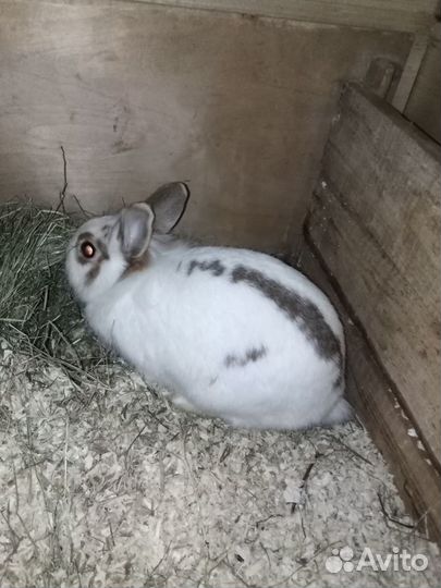 Крольчиха декоративная с клеткой бесплатно