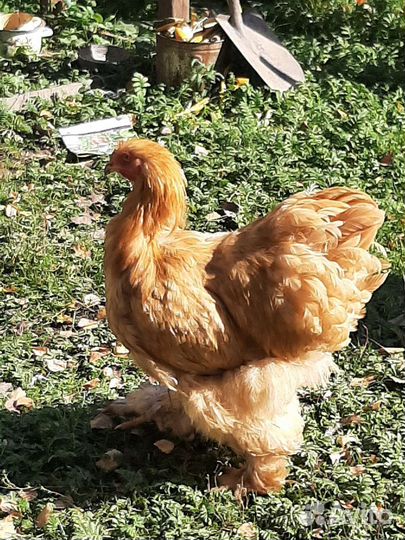 Петухи кохинхина