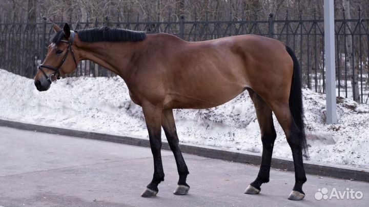 Кобыла конкур