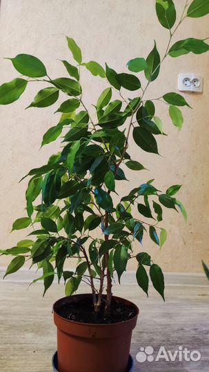 Фикус бенджамина