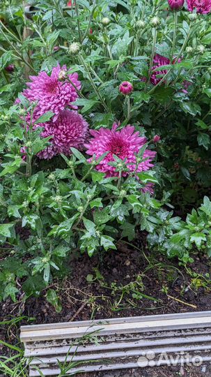 Хризантема