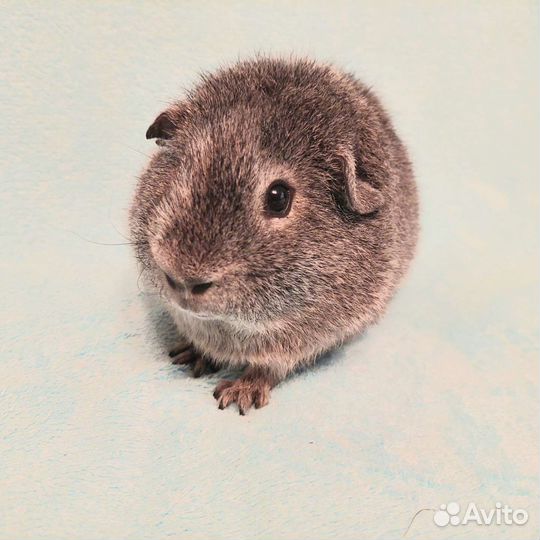 Морские свинки породы Рекс