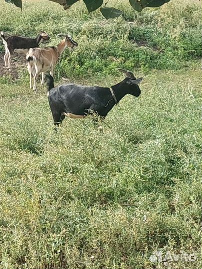 Козы козочки козлята