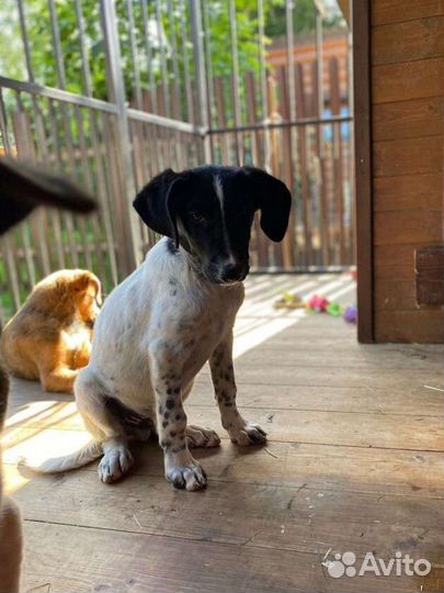 Щенок мальчик помесь курцхаара