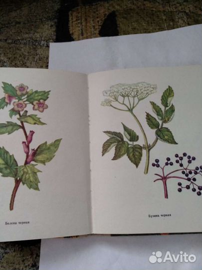 Книга лекарства вокруг нас СССР Фрунзе 1978 171с