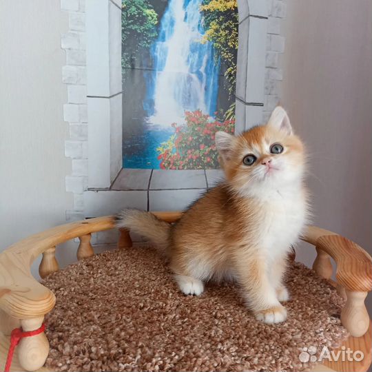 Золотая девочка