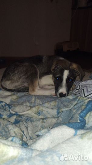 Щенок в добрые руки бесплатно