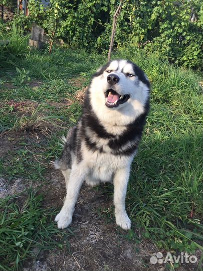 Кобель для вязки