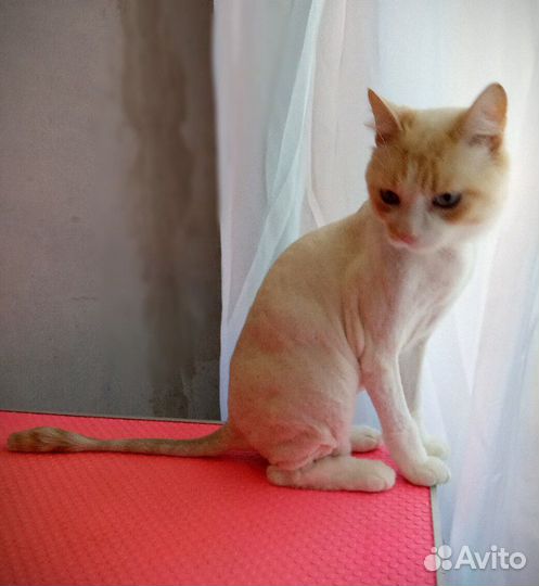 Грумер. Уход за животными