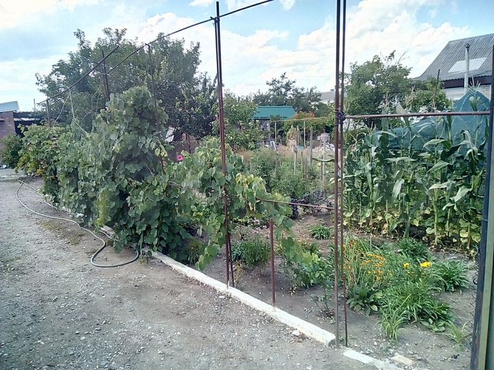 Участок 6,5 сот. (ИЖС)