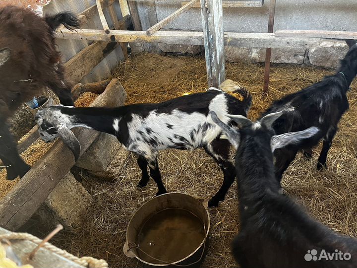 Коза нубийская