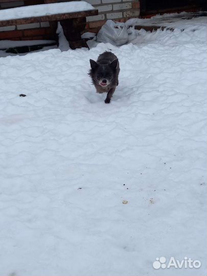 Чихуахуа д/ш взрослый бесплатно