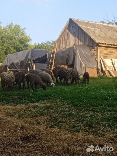 Овцы гиссарские