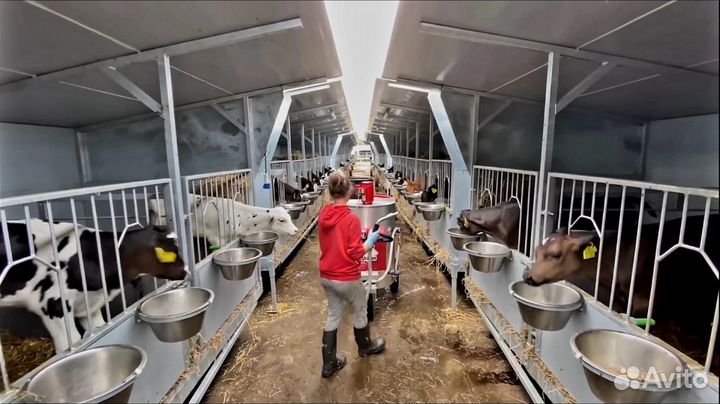 Телята для откорма