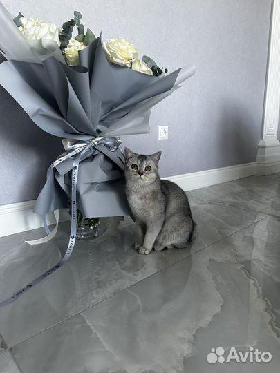Британская кошка