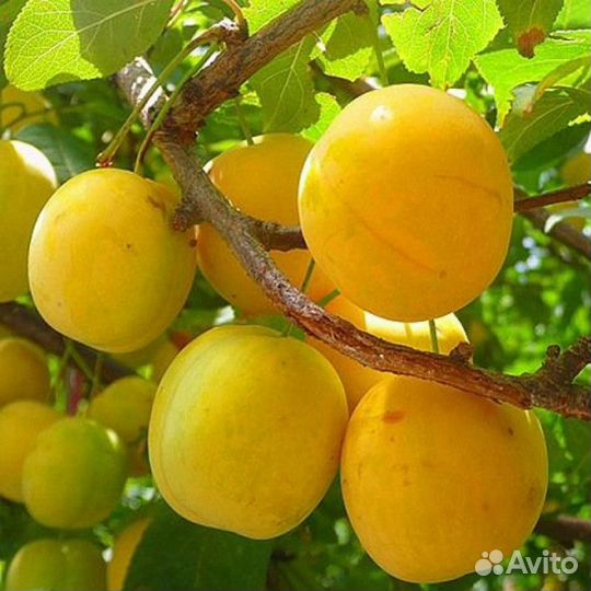 Саженцы алычи оптом