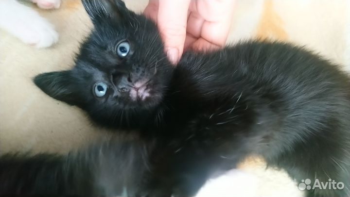 Котята в добрые руки, 1- мальчик, 2- девочка