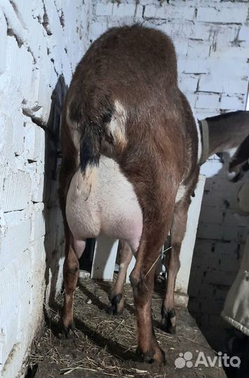 Англо-нубийские козлята