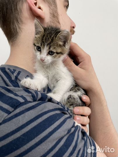 Котенок мальчик