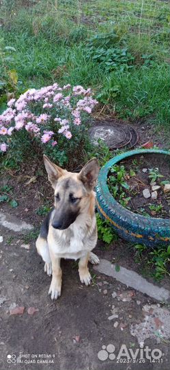 Щенок девочка