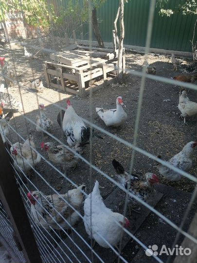 Куры молодки несушки