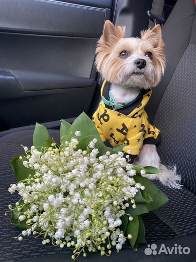 Бивер вязка