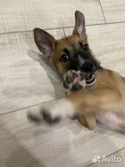 Щенок в дар