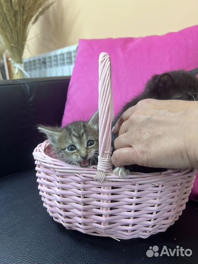 Кошка в дар