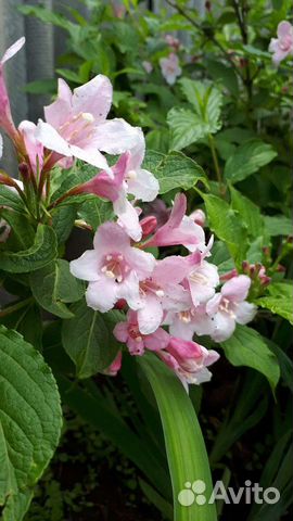 Декоративные кустарники