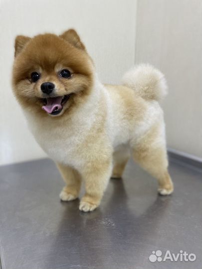 Стрижка собак и кошек Грумер