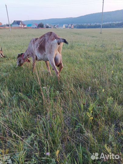 Англо нубийские козы