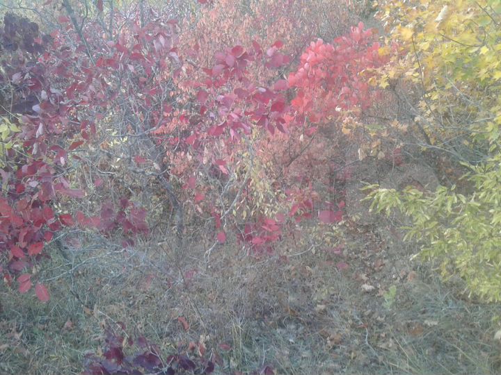 Участок 6 сот. (СНТ, ДНП)