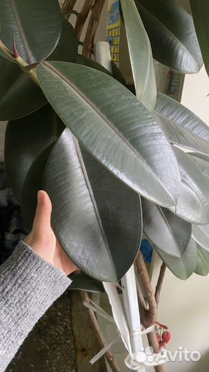Фикус дерево