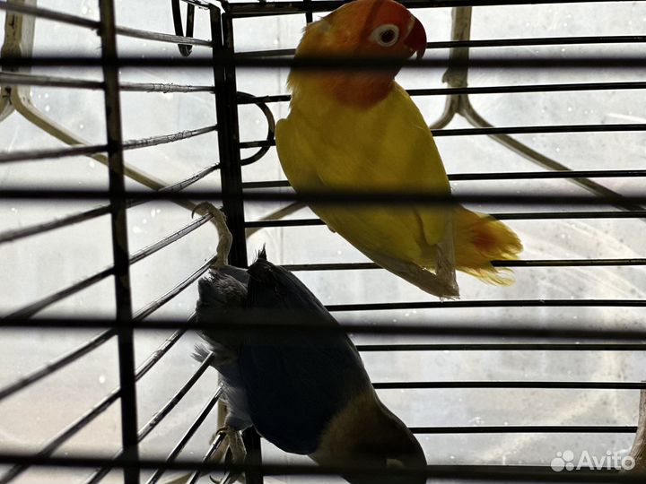 Попугаи неразлучники фишера