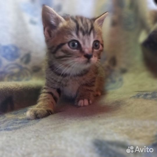 Британская