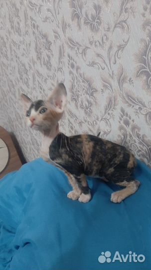 Канадский сфинкс