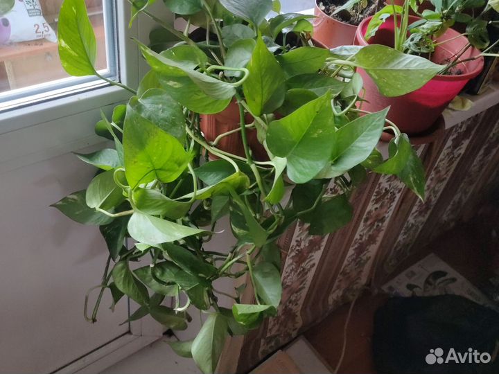 Продам цветы комнатные