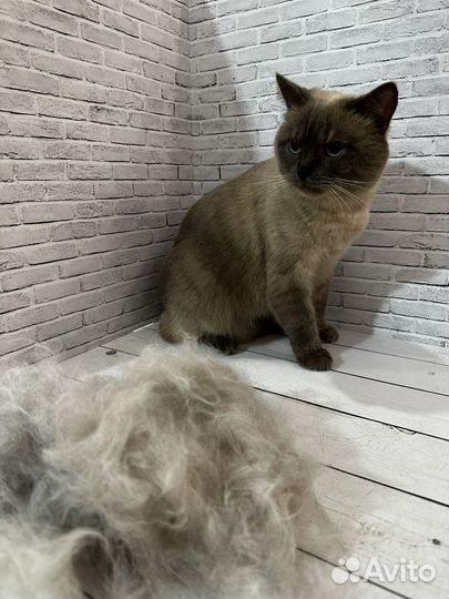 Стрижка собак и кошек