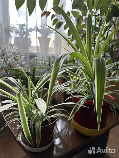 Хлорофитум