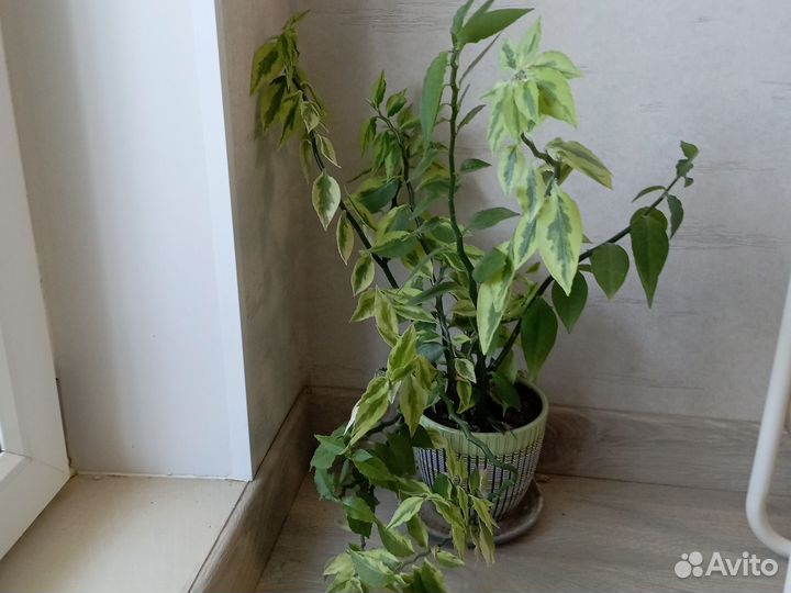 Комнатные растения цветы