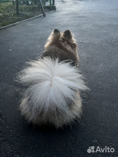 Боня ищет жениха